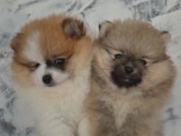 Zwei Pomeranian Zwergspitz Welpen suchen ein neues