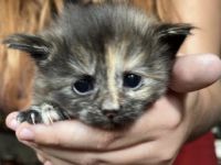 Unsere kleinen Würmchen sind nun 6 Wochen alt und