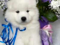 Unsere Reinrassigen und wunderschönen Samodeje Welpen