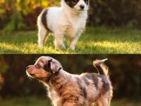 Am 22.07. sind bei uns vier wunderschöne, gesunde