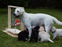 Clumsy Puppies