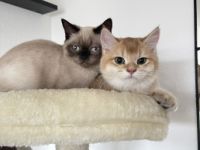 Hallo liebe Katzenfreunde, unser Nino und Mino sind ein
