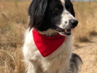 Bobik, Vermittlungshilfe! Nicht direkt perfekt... aber