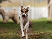 Vermittlungshilfe! Man gab mir den Namen Zaja - Kurz,