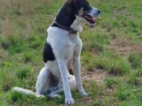 Hallo mein Name ist Hajo. Ich bin 2 Jahre alt und bin