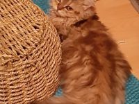 Wir haben Anfang Juni von unserer Zucker-Püppi ;Ronja,