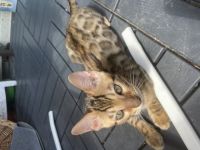 Von den wunderschöne Bengalin, suchen noch 2 Jungen