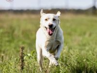 Vermittlungshilfe! Kumpel sucht Komplize! Beljasch