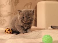 Liebe Tierfreunde, Am 17.08.2022 hat unsere Katzenmama,