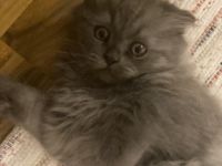 Am 25.06.22 drei wunderschöne Kätzchen zur Welt