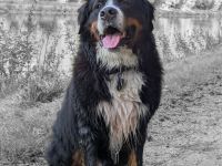 Buster vom Osterbrock