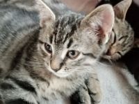 BKH Kitten bereit für ein neues Zuhause. Putzmunter,