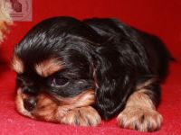 Zwinger vom Konzenbuck