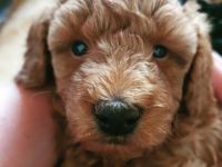 Wir suchen ab sofort ein liebevolles Zuhause für unser