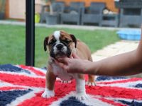 CHS Sophiina záhrada/Kennel FCI Sophia's garden/