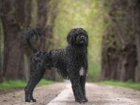 Don Neo Casa Carisma