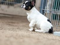 Vermittlungshilfe! Diese 3 bildhübschen Mäuse suchen