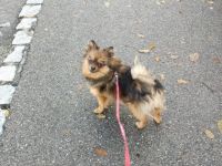 Unsere süße, sehr, sehr liebe kleine Zwergspitz Hündin 