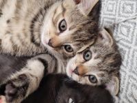 Hauskitten abzugeben. 1 Kater 2 kätzin Mutterkatze (bkh