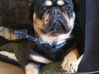 Vermittlungshilfe! Michaela ist eine Black tan french