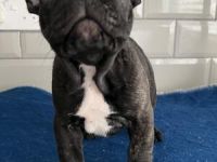 Wer sich einen Bully holt sollte eins wissen: Bully's