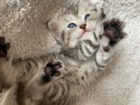 Hallo liebe zukünftigen Katzeneltern :) Unsere vier