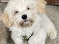 Anouk und Apollo suchen noch ein neues zu Hause. Sie