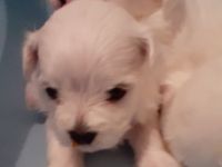 Hallo Unsere reinrassige Malteser Hundin Lexy , hat