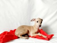 Nursery ‘Bertinum Manerium (Latvia) LKF/FCI is offering