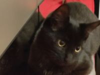 Katze " Nala " mit Zubehör, Mix