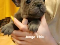 Hallo Bulli Liebhaber, Unsere 2 Jährige Bonnie hat am