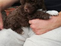 Unsere Bolonkas sind bei Abgabe mehrfach entwurmt und