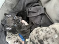 Unsere Welpen sind da und ab 13. Oktober zum Auszug