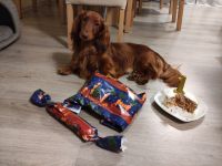 Langhaar Zwergdackel Deckrüde