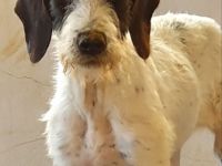 Ich kleiner liebenswürdiger Wurm, heisse Samuraya bin