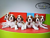 3 Monate alt, sehr schöne vielversprechende irish red