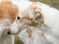 Barsoiwelpen sind im Herbst 2025 geplant