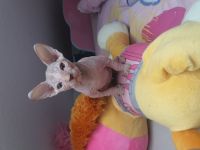 Noch 2 süsse kitten von 7 suchen ein neues zu hause 1