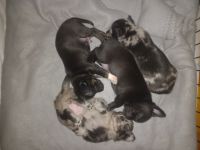 NUR NOCH EIN RÜDE ZU HABEN!!!! Chihuahua Mix Hündin hat