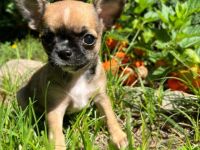 Hallo, unsere Chihuahua Hündin hat am 08.07.2022 ein