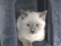 Hallo wir sind 5 kleine kitten die ein neues Zuhause