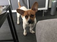 Sammy, Französische Bulldogge/Jack Russell Terrier,