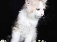 Der Zwinger wird ein männliches Kätzchen in einer sehr