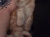 12 Wochen alter Exotic shorthair Kater abzugeben, er