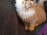 12 Wochen alter Perser Kater abzugeben, er ist entwurmt