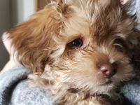 Gerne etwas ältere Hündin gesucht bis 4 Jahre. Als