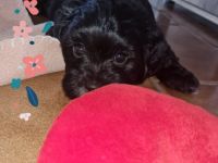 Hallo liebe Tierfreunde Unsere Sissi hat 6 wunderschöne