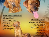 Wir erwarten mit unserer Junghündin Ayla ihren ersten