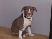 American Bully, Welpen