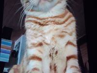 Kovu Bengal Mix, Wir suchen für unseren kleinen Kovu